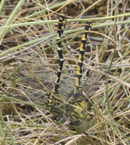 Réf. 275 877 : Onychogomphus forcipatus